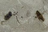Fossil Insect Cluster (Flies & Lacewings - Utah #108821-2